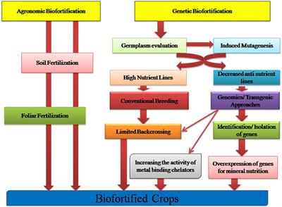 Calcium Biofortification: Three Pronged Molecular Approaches for Dissecting Complex Trait of Calcium Nutrition in Finger Millet (Eleusine coracana) for Devising Strategies of Enrichment of Food Crops